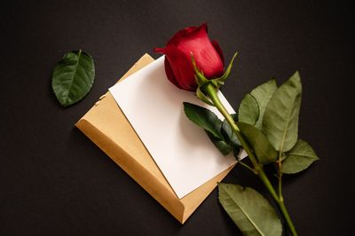 rose, letter, romance-6749709.jpg