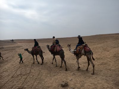 Camel rides, Egypt