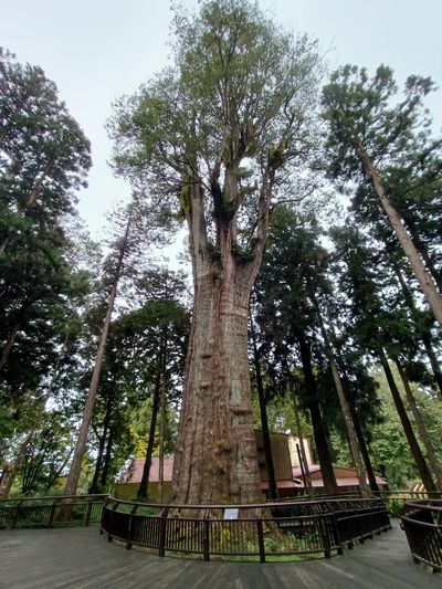 Thousand Years Cypress